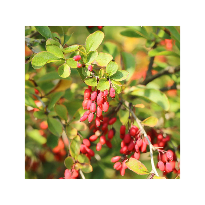 BERBERYS POSPOLITY Berberis vulgaris