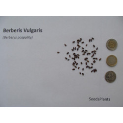 BERBERYS POSPOLITY Berberis vulgaris