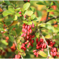 BERBERYS POSPOLITY Berberis vulgaris