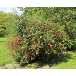 BERBERYS POSPOLITY Berberis vulgaris