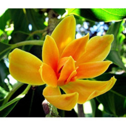 MAGNOLIA CHAMPACA Michelia champaca
