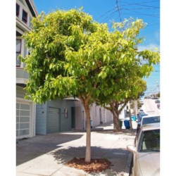 MAGNOLIA CHAMPACA Michelia champaca