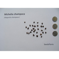 MAGNOLIA CHAMPACA Michelia champaca