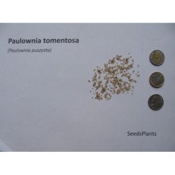 PAULOWNIA PUSZYSTA Paulownia tomentosa