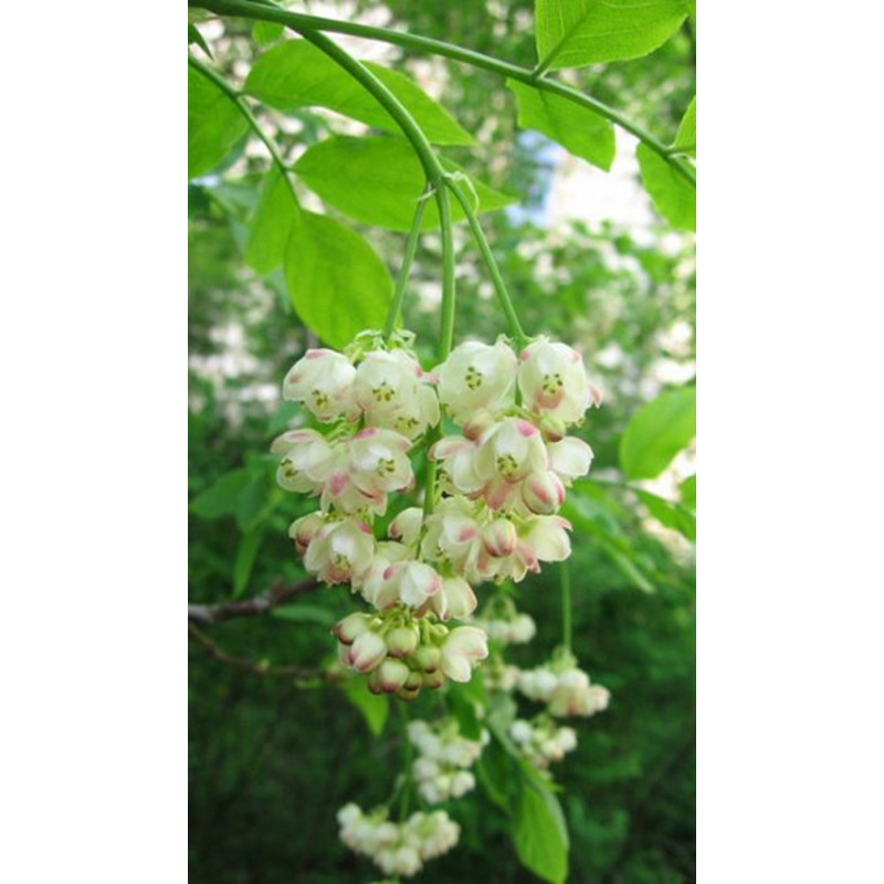 KŁOKOCZKA POŁUDNIOWA Staphylea pinnata