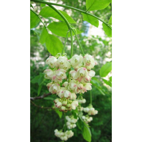 KŁOKOCZKA POŁUDNIOWA Staphylea pinnata