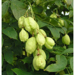 KŁOKOCZKA POŁUDNIOWA Staphylea pinnata