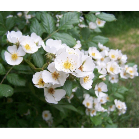 RÓŻA WIELOKWIATOWA Rosa multiflora