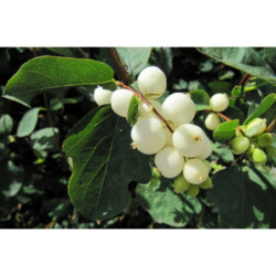 ŚNIEGULICZKA BIAŁA Symphoricarpos albus