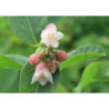 ŚNIEGULICZKA BIAŁA Symphoricarpos albus