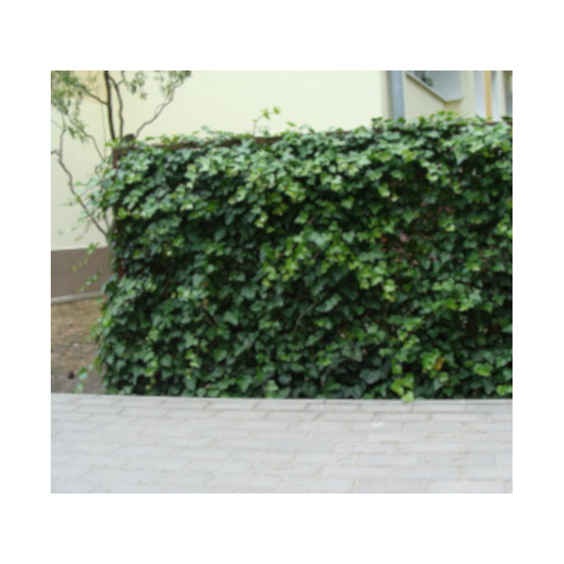 BLUSZCZ ZIMOZIELONY Hedera helix