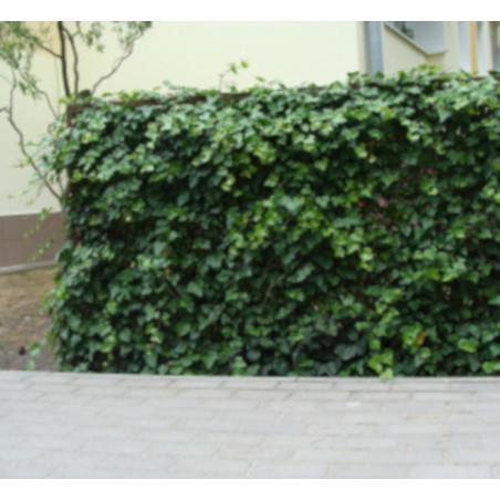 BLUSZCZ ZIMOZIELONY Hedera helix