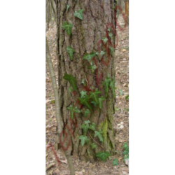 BLUSZCZ ZIMOZIELONY Hedera helix