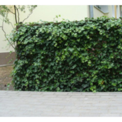 BLUSZCZ ZIMOZIELONY Hedera helix