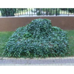 BLUSZCZ ZIMOZIELONY Hedera helix