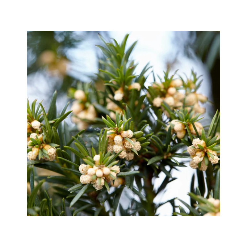 CIS POSPOLITY Taxus baccata