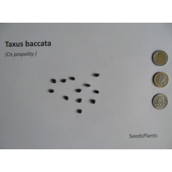CIS POSPOLITY Taxus baccata