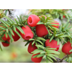 CIS POSPOLITY Taxus baccata