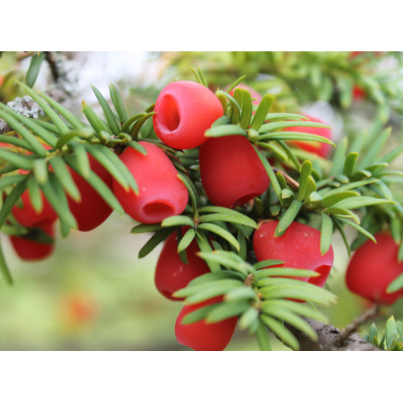 CIS POSPOLITY Taxus baccata