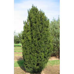 CIS POSPOLITY Taxus baccata