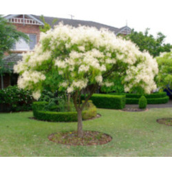 Fraxinus angustifolia