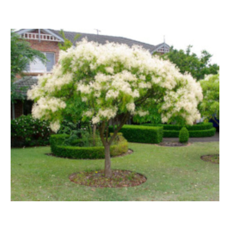 Fraxinus angustifolia