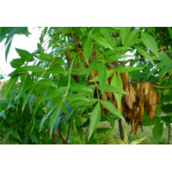 JESION MANNOWY Fraxinus angustifolia