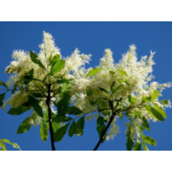 Fraxinus angustifolia