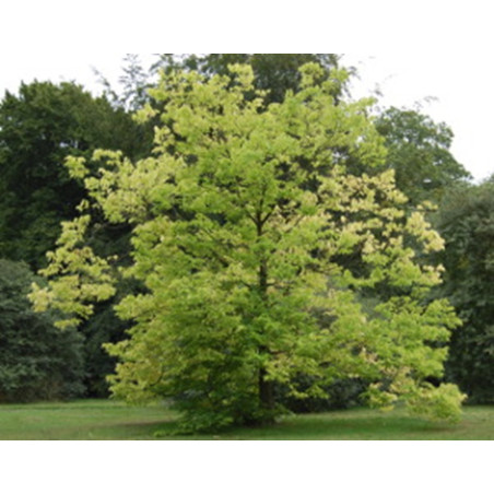 WIĄZOWIEC ZACHODNI Celtis occidentalis