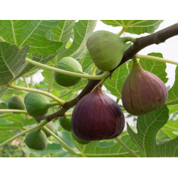 Ficus carica