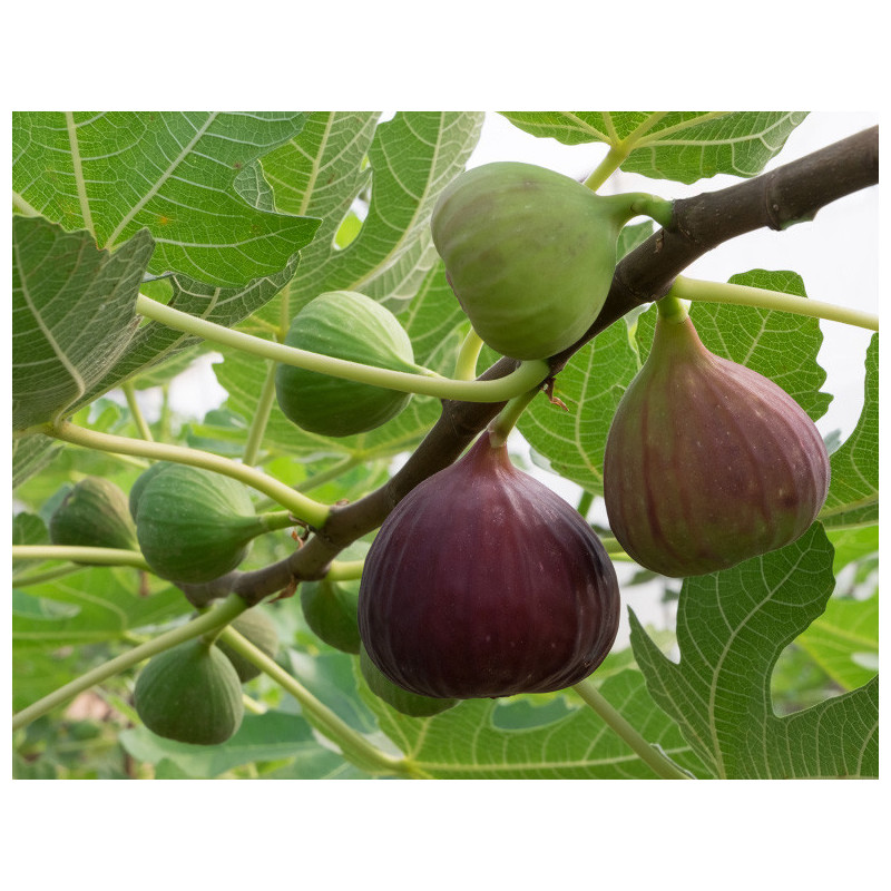 Ficus carica