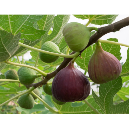 FIGOWIEC POSPOLITY Ficus carica