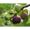 FIGOWIEC POSPOLITY Ficus carica
