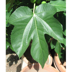 FIGOWIEC POSPOLITY Ficus carica