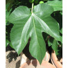 Ficus carica