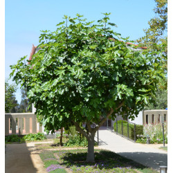 FIGOWIEC POSPOLITY Ficus carica