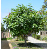 FIGOWIEC POSPOLITY Ficus carica