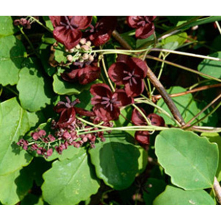 Akebia trifoliata