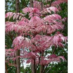 DRZEWO WARZYWNE Toona sinensis