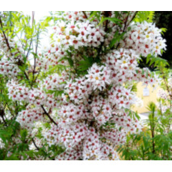 Xanthoceras sorbifolium