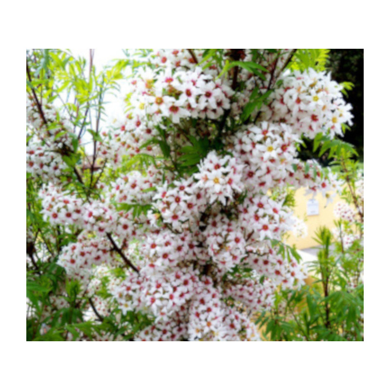 Xanthoceras sorbifolium