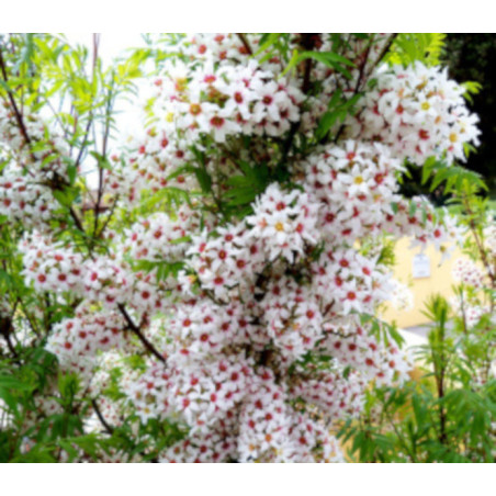 Xanthoceras sorbifolium