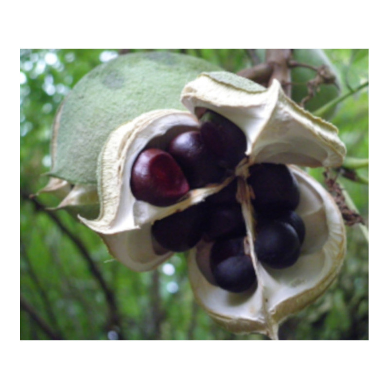 Xanthoceras sorbifolium