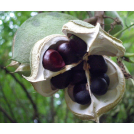 Xanthoceras sorbifolium