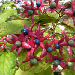 Clerodendron trichotonum