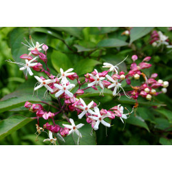 Clerodendron trichotonum
