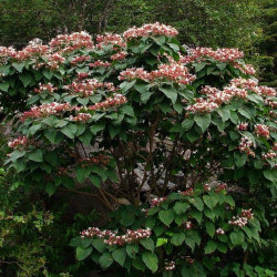 Clerodendron trichotonum