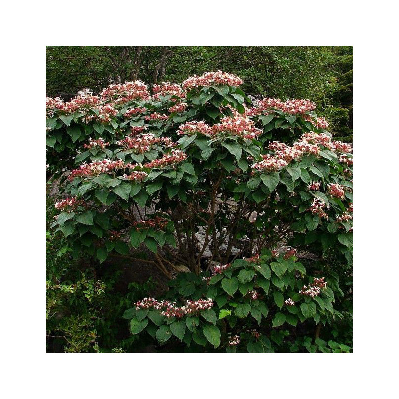 Clerodendron trichotonum