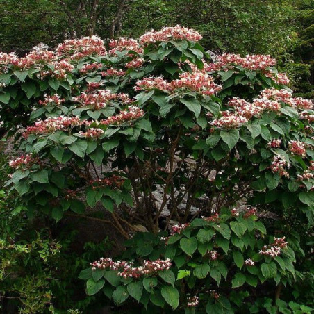 Clerodendron trichotonum