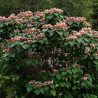 Clerodendron trichotonum